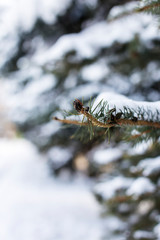 Green brunch spruce tree with snow on it in forest