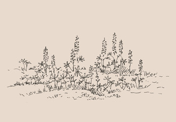 Hand drawn lupine flowers. Summer bouquet with wild flowers. Sketch, vector illustration.