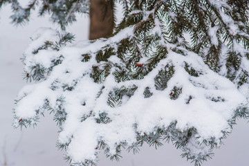 close-up of fir branches under the snow