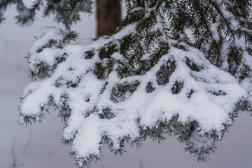 close-up of fir branches under the snow