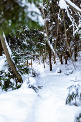 Trail way in the snow covered russian forest