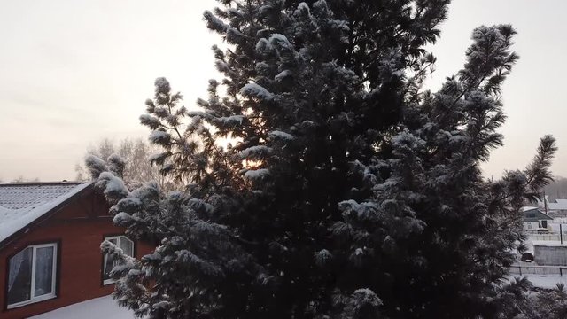 A large, mighty tree near a wooden house. The camera rises smoothly.