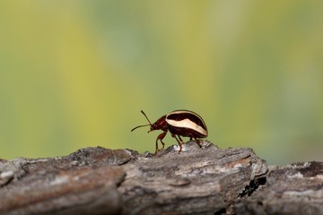 Calligrapha bidenticola leaf beetle crawling across the top of rough tree bark with a green nature background.