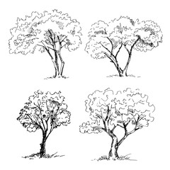 Hand drawn trees set. Vector illustration.