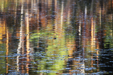 reflections in the water