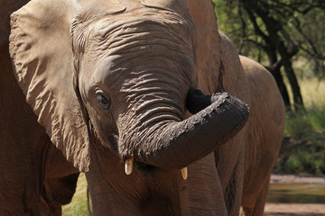 Elephant facepalm - touching its face with its trunk