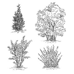 Hand drawn trees and bushes set. Vector illustration.