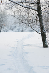 snow covered trees and trail on winter day