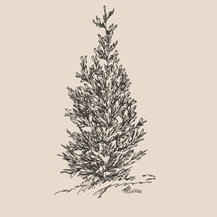 Hand drawn cypress. Sketch, vector illustration isolated on white background.