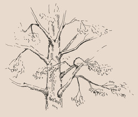 Hand drawn Pine tree. Sketch, vector illustration.