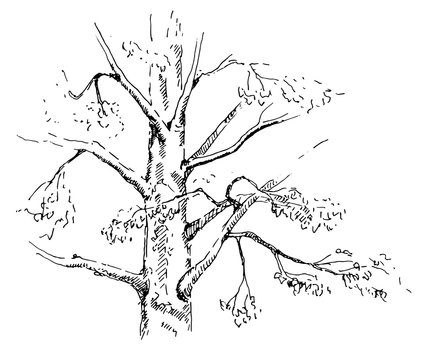 Hand drawn Pine tree. Sketch, vector illustration.