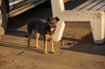 Lone mongrel dog