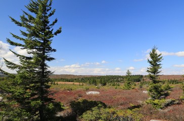 Flagged trees and sandstone boulders at Dolly Sods