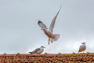 Single seagull flying in a sky as a background