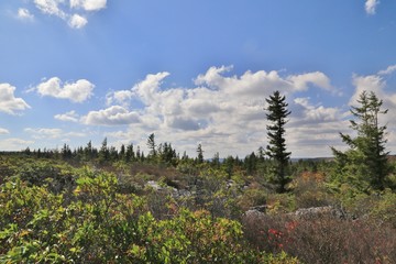 Dolly Sods Wilderness In West Virginia, USA
