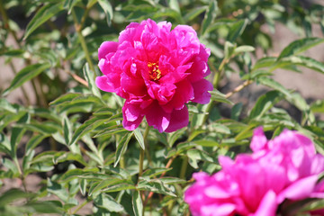 Pink peony flowers. Cultivar from double flowered garden group
