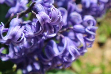 фиолетовые цветы гиацинта