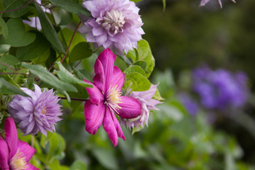 Fototapeta premium Mis of Clematis