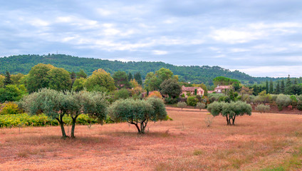 Olive trees in France on a cloudy day