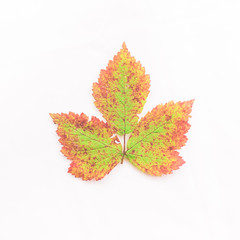 Colourful autumn leaves isolated on white background - the colours of fall - seasons of the earth