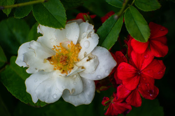 Flores de campo naturales