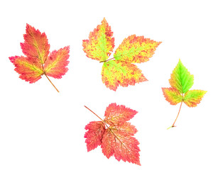 Colourful autumn leaves isolated on white background - the colours of fall - seasons of the earth