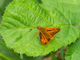 Large Skipper Butterfly resting , wings open.