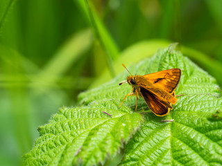 Large Skipper Butterfly resting , wings open.