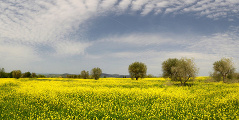 Yellow Flowers with Olive Trees near Pienza (Siena), Italy.