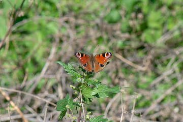 Nymphalidae / Tavus Kelebeği / / Inachis io