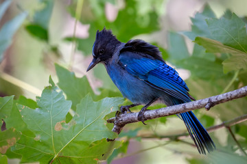 Steller's jay, Yosemite National Park, United states