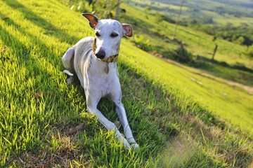 whippet
