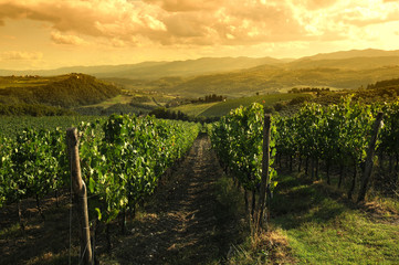 Fototapeta na wymiar Green vineyards at sunset in Chianti region, Tuscany. Italy