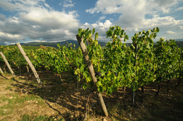 Fototapeta na wymiar green vineyards with blue cloudy sky near Pontassieve (Florence), Chianti region in Italy.