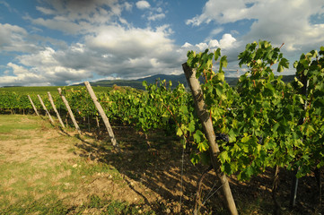 Fototapeta na wymiar green vineyards with blue cloudy sky near Pontassieve (Florence), Chianti region in Italy.