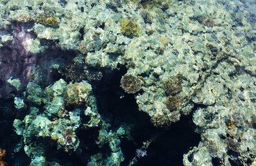 Naklejka na ściany i meble coral in the red sea