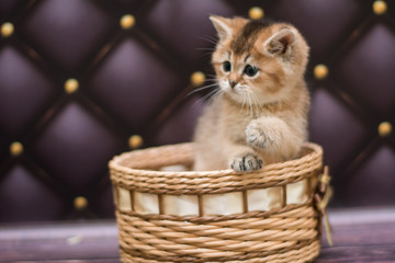 kitten cat Scottish straight, loose fluffy, animal munchkin