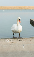 An beautiful white Swan walking out of the water at a empty calm boating pool. beautiful blue sunny day.