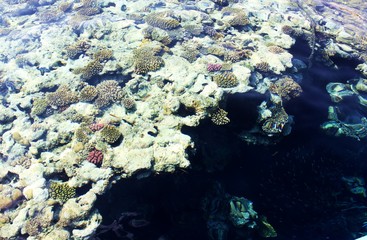 Fototapeta na wymiar coral in the red sea