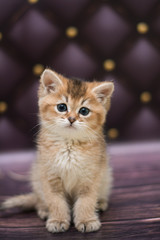 kitten cat Scottish straight, loose fluffy, animal munchkin