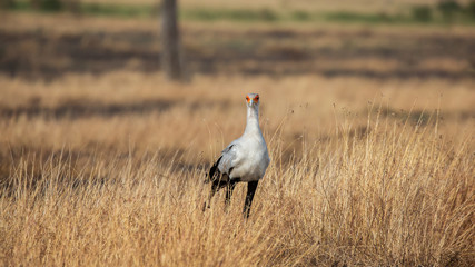 Secretary bird (Sagittarius serpentarius), Masai Mara, Kenya