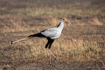 Secretary bird (Sagittarius serpentarius), Masai Mara, Kenya