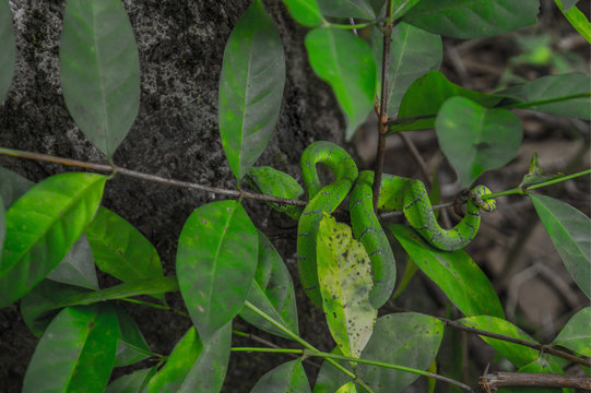 green viper