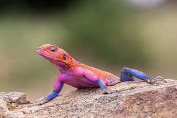 Rainbow agama (Agama agama), Masai Mara, Kenya