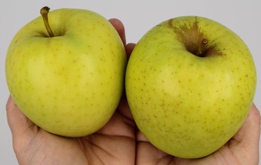 Yellow apples held in hands