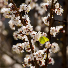 Fototapeta premium Wspólny siarkowy motyl siedzi na kwitnącym drzewie morelowym. Selektywne skupienie.