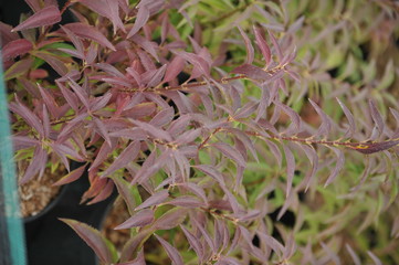 Forsythia melée d'or