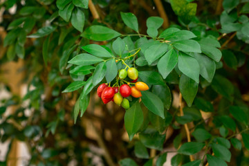 Orange jessamine (Murraya paniculata) fruit - Pine Island Ridge Natural Area, Davie, Florida, USA