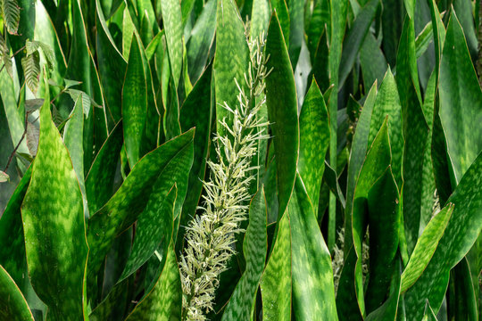 Mother-in-laws tongue a.k.a. snake plant (Sansevieria hyacinthoides) flowers - Pine Island Ridge Natural Area, Davie, Florida, USA