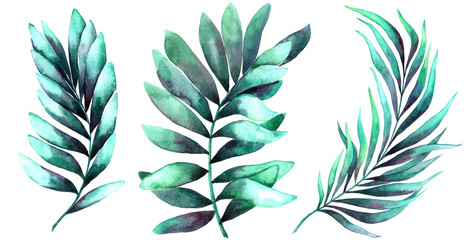 Tropical leaves set. Jungle, botanical watercolor illustrations, floral elements, palm leaves, monstera leaves and others.